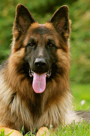 German Shepherd Female