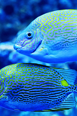 Blue and Pink Tang Fish