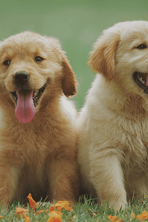 Golden Retriever puppy